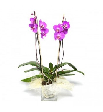 Orchidée Rose Fuchsia
