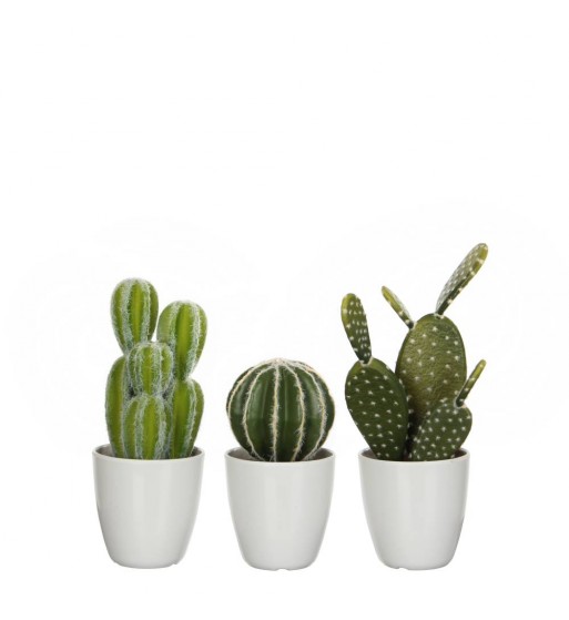 Trio de Cactus, plante en pot, diverses espèces flowers maroc